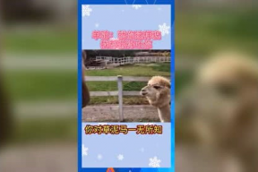 娱乐吃瓜群众歌曲有哪些,盘点热门“吃瓜”歌曲